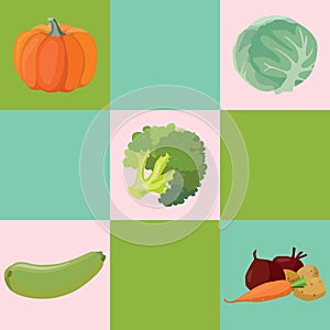 Vegetables: Pumpkin, cabbage, broccoli, zucchini, beets, carrots