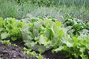 Vegetables and salads in the garden. Green and red lettuce, peas and cabbage growing on the ground. Spring harvest