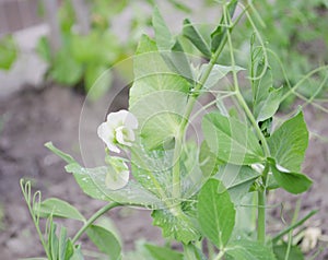 Vegetables and salads in the garden. Green and red lettuce, peas and cabbage growing on the ground. Spring harvest