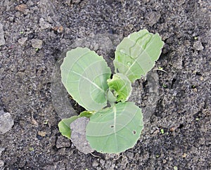 Vegetables and salads in the garden. Green and red lettuce, peas and cabbage growing on the ground. Spring harvest