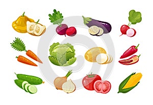 Vegetables, set of colored icons. Green vegetable, garden stuff concept. Vector illustration