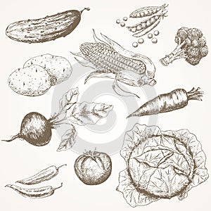 Vegetables set. photo