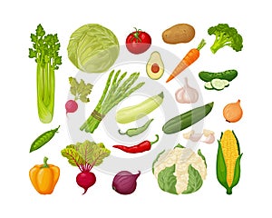 Vegetables set. A large collection of vegetables, such as celery, cabbage, tomatoes, potatoes,carrots,cucumbers, garlic