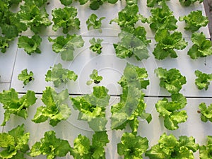 vegetables of soilless