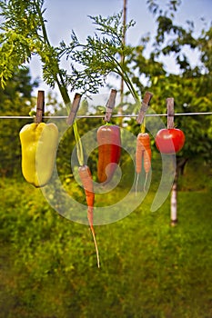 Vegetables in summer garden