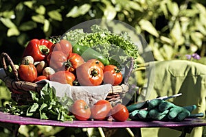 Vegetables on table in garden