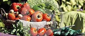 Vegetables on table in garden