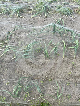 Vegetables under a protective net.