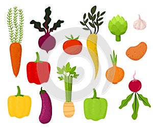 Vegetables. Vector food illustrations. Tomato, beetroot, bell pepper, eggplant, carrot, onion, parsnip, radish, garlic