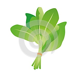 vegetables, vector illustration, white background