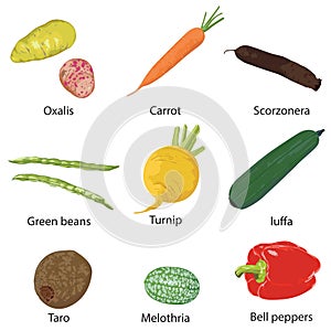 Vegetables on a white background