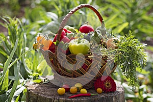 Vegetables in a wicker basket