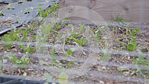 Vegetables in the wind, growing in garden