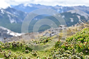 Vegetation en altura - Cerro Tronador photo