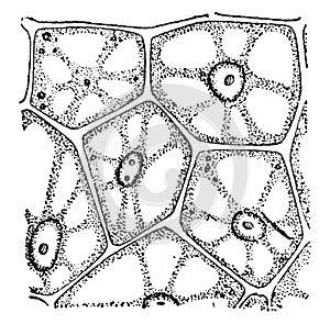 A vegetal cells, vintage engraving photo