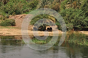 Vegetal formations on the banks of the Nile, the habitat of animals photo