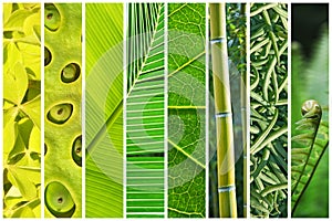 Vegetal green gradation collage