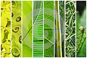 Vegetal green gradation collage photo