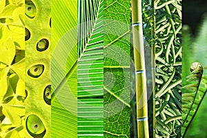 Vegetal green gradation collage, nature color concept