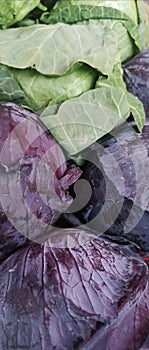 Vegetarian Diet / Green and Purple Cabbage