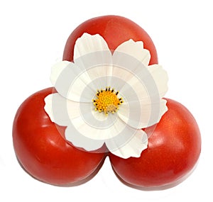 Vegetarian food. three red tomatoes and a white flower of cosmea photo