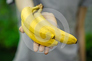 Vegetarians and fresh fruit and vegetables on the nature of the theme: human hand holding a bunch of bananas on a background of gr