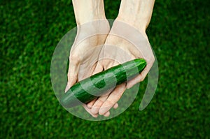 Vegetarians and fresh fruit and vegetables on the nature of the theme: human hand holding a cucumber on a background of green gras