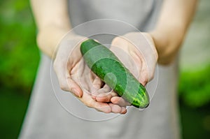 Vegetarians and fresh fruit and vegetables on the nature of the theme: human hand holding a cucumber on a background of green gras