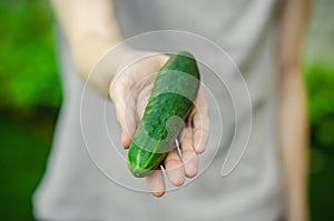 Vegetarians and fresh fruit and vegetables on the nature of the theme: human hand holding a cucumber on a background of green gras