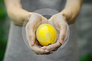 Vegetarians and fresh fruit and vegetables on the nature of the theme: human hand holding a lemon on a background of green grass