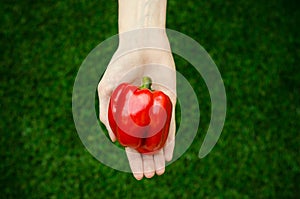 Vegetarians and fresh fruit and vegetables on the nature of the theme: human hand holding a red pepper on a background of green gr