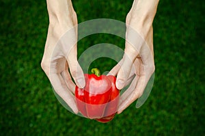 Vegetarians and fresh fruit and vegetables on the nature of the theme: human hand holding a red pepper on a background of green gr