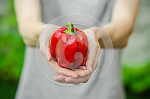 Vegetarians and fresh fruit and vegetables on the nature of the theme: human hand holding a red pepper on a background of green gr photo