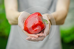 Vegetarians and fresh fruit and vegetables on the nature of the theme: human hand holding a red pepper on a background of green gr