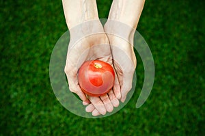 Vegetarians and fresh fruit and vegetables on the nature of the theme: human hand holding a tomato on the background of green gras