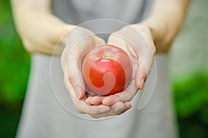 Vegetarians and fresh fruit and vegetables on the nature of the theme: human hand holding a tomato on the background of green gras