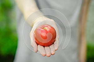 Vegetarians and fresh fruit and vegetables on the nature of the theme: human hand holding a tomato on the background of green gras