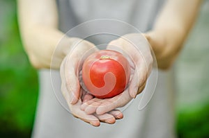 Vegetarians and fresh fruit and vegetables on the nature of the theme: human hand holding a tomato on the background of green gras