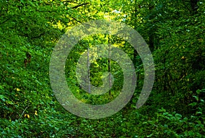 Vegetated path through trees in the forrest