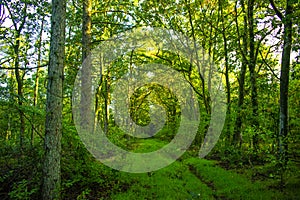 Vegetated path through trees in the forrest