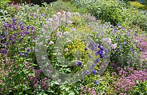 Vegetated slope in the garden with saponaria, geranium, corydalis and other perennials