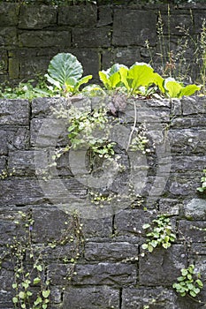 Vegetated stone wall