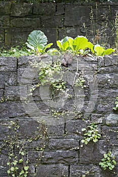 Vegetated stone wall photo