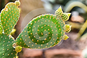 Vegetating cactus