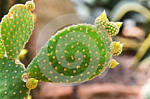 Vegetating cactus photo