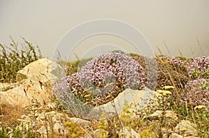 Vegetation in Alborz mountains , Iran photo