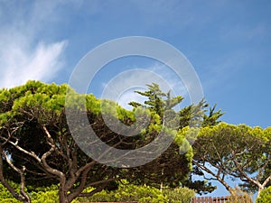 Vegetation Algarve