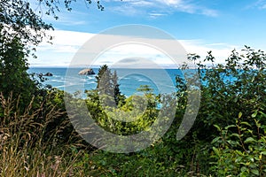 Vegetation along the California coastline near Crescent City California