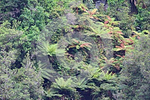 Vegetation along the Doubtful Sound, Fiordland National Park, New Zealand