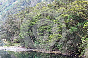 Vegetation along the Doubtful Sound, Fiordland National Park, New Zealand